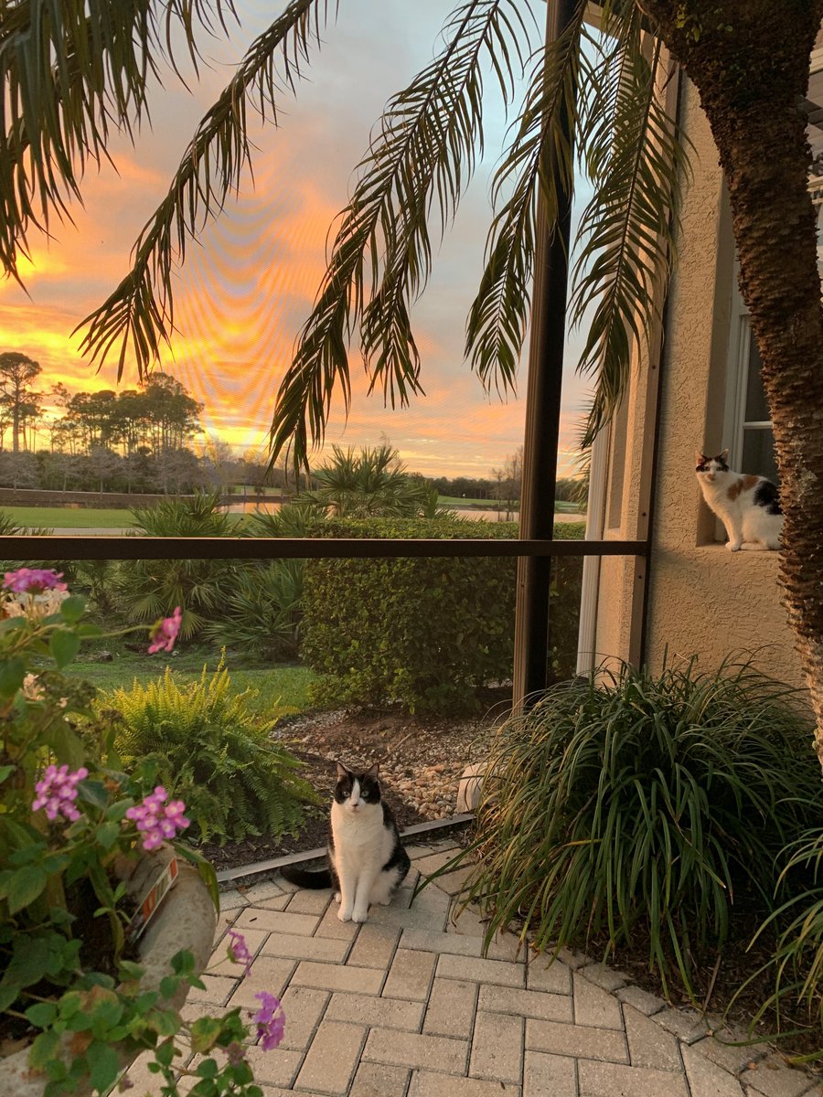 Thank you to all of the men &amp; women in the armed services from <a href="/CatSpotLitter/">CatSpot</a> #VeteransDay #CatsOfTwitter #MondayMotivation #cats