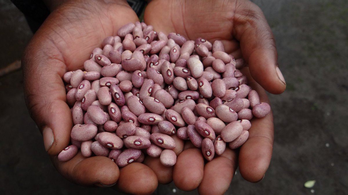 Biofortified beans with iron in Rwanda,a nutrition success story indeed👉harvestplus.org/rwandasuccess