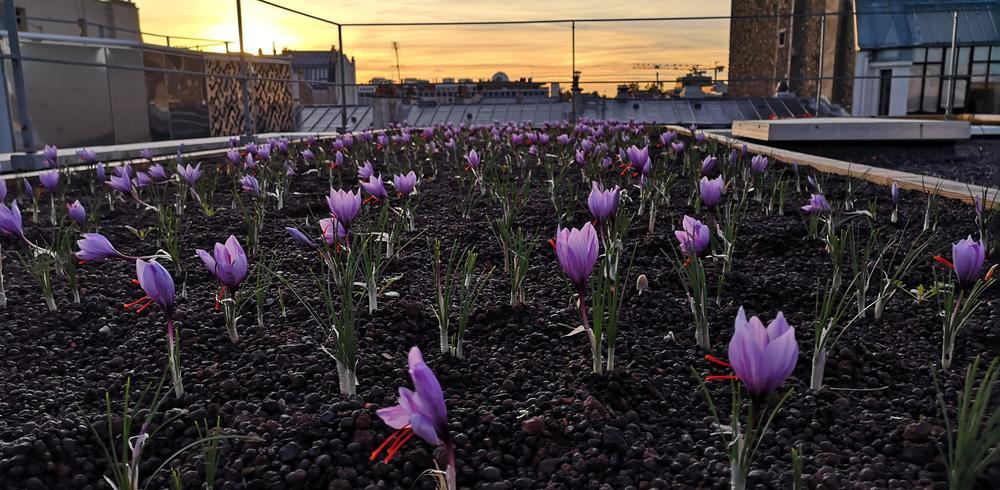 On cultive du safran sur les toits de Paris… et c’est un grand cru !

telerama.fr/sortir/on-cult…
Par @CharlotteFauve