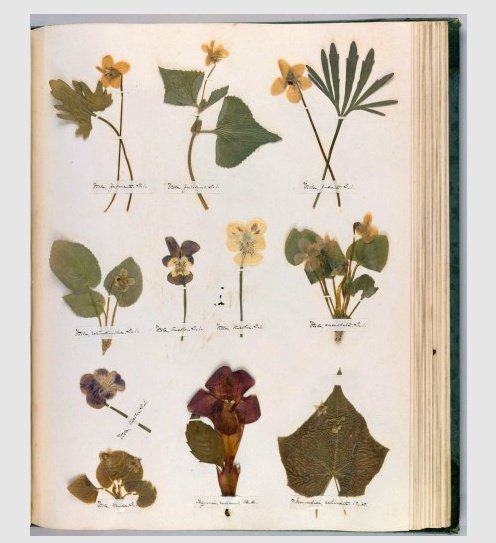 전체 디지털복원. 디킨슨은 첫페이지에 트로피컬 자스민을 선택했는데 이국적인 식물로 전통을 거부하는 파격적인 운문과 자주 다루었던 '금지된 사랑'이라는 주제에 영감을 제공했을 것이라는 해석. 표본집 66페이지 전체를 볼 수 있는 곳iiif.lib.harvard.edu/manifests/view…