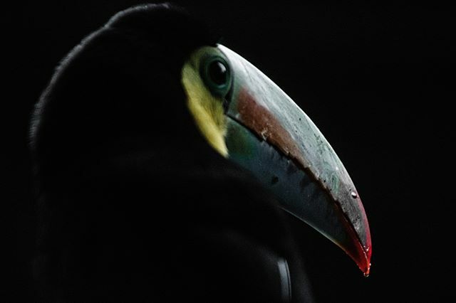 magdielb's tweet image. 👀🦜⚫
.
.
.
.
.
.
. .
.
. . 
#autohash #Panama #bird #wildlife #beak #nature #profile #tropical #animal #fly #feather #outdoors #avian #exotic #portrait #wing #toucan #beak #eye #darkness #macrophotography ift.tt/32ESyP4