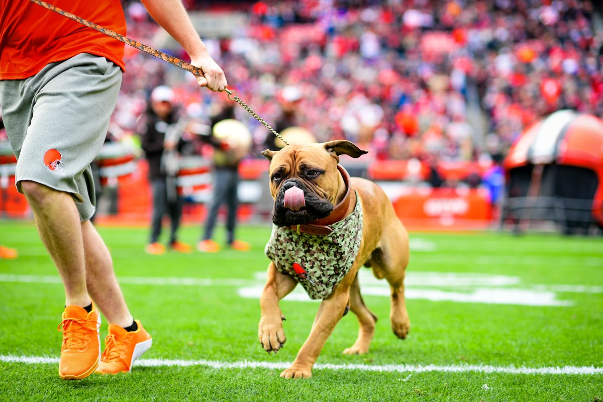 Browns's tweet photo. Look at this v good boy making his first run out of the tunnel😍😍 https://t.co/FXzzBxUplg
