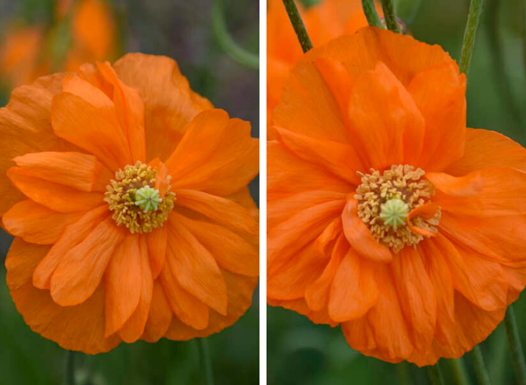 BloomingSecrets's tweet photo. Plant Of The Week - Learn More About Papaver rupifragum Flowers #gardening #flowers #plantoftheweek #spanishpoppy #papaverrupifragum
https://t.co/SH9dRfg4Zy https://t.co/FLUM934myK