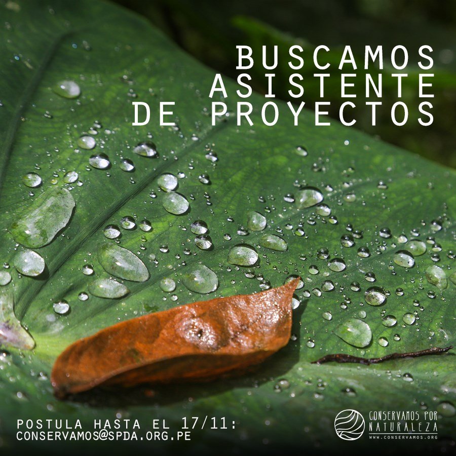 #OportunidadesCxN Te estamos buscando... sé parte nuestro equipo y postula como Asistente de proyectos. Encuentra toda la información en ► bit.ly/asistente-proy

✍️Envía tu CV y una carta de motivación a: conservamos@spda.org.pe
Postula hasta el 17 de noviembre