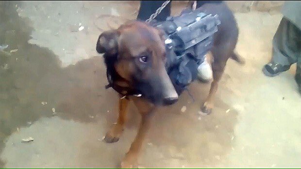 Crosses4U's tweet photo. A special thank you to all our #veterans #human &amp; #canine 
Our #militraydogs deserve our gratitude as well. Both human &amp; canine veterans sacrifice so much for our freedom. 🇺🇸🇺🇸🇺🇸🇺🇸
#DogsofTwittter 
#veteransday2019 
#jordan
#BringHomeOurDogs 
I will never forget u Colonel🙏💛 https://t.co/ZZQaP22O3D