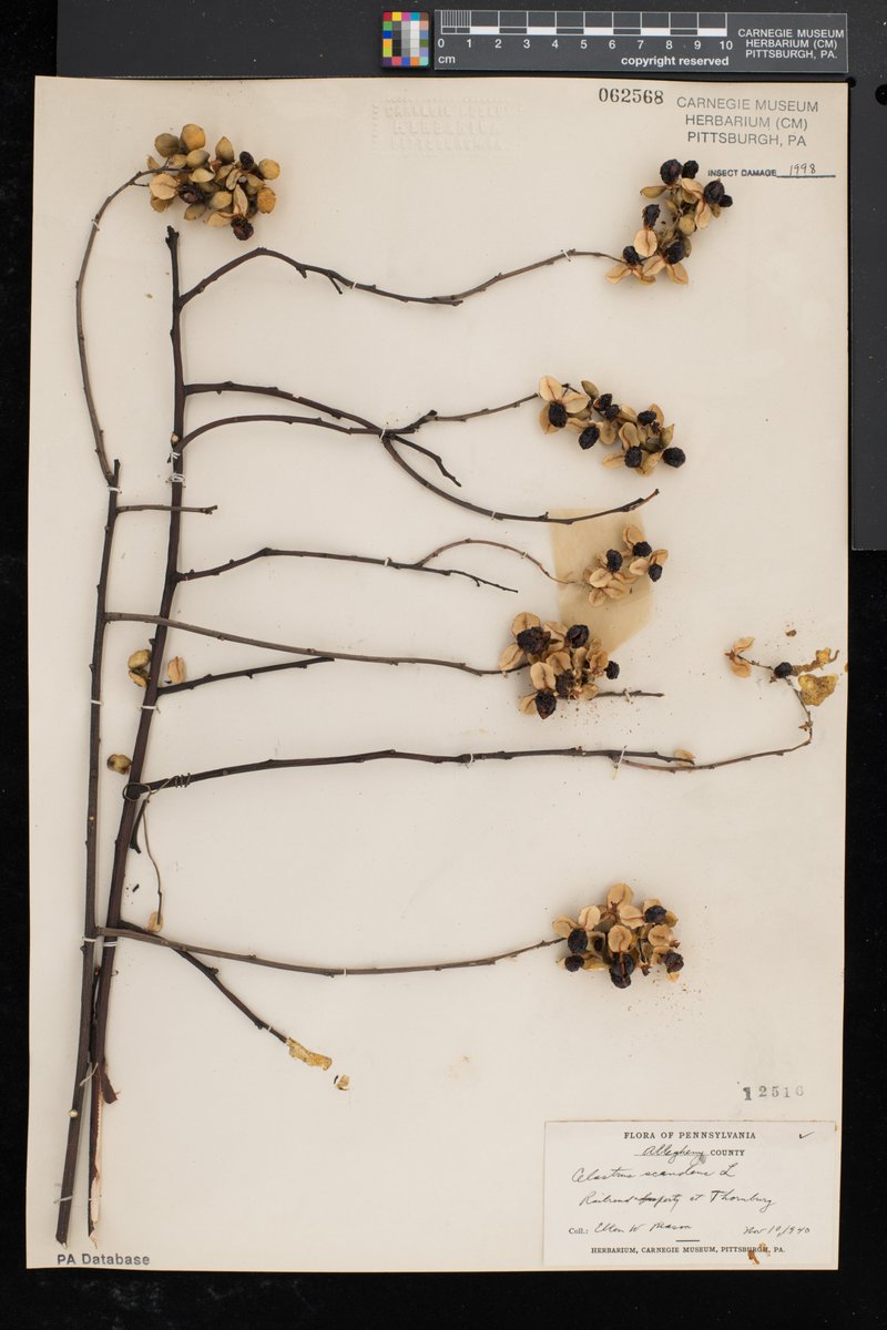 jmheberling's tweet photo. A bittersweet specimen - perhaps most recent record of American bittersweet (#Celastrus scandens) in Pittsburgh area #collectedonthisday 79 years ago https://t.co/KOD2EoJ3P0 https://t.co/9WhB8lpK2h