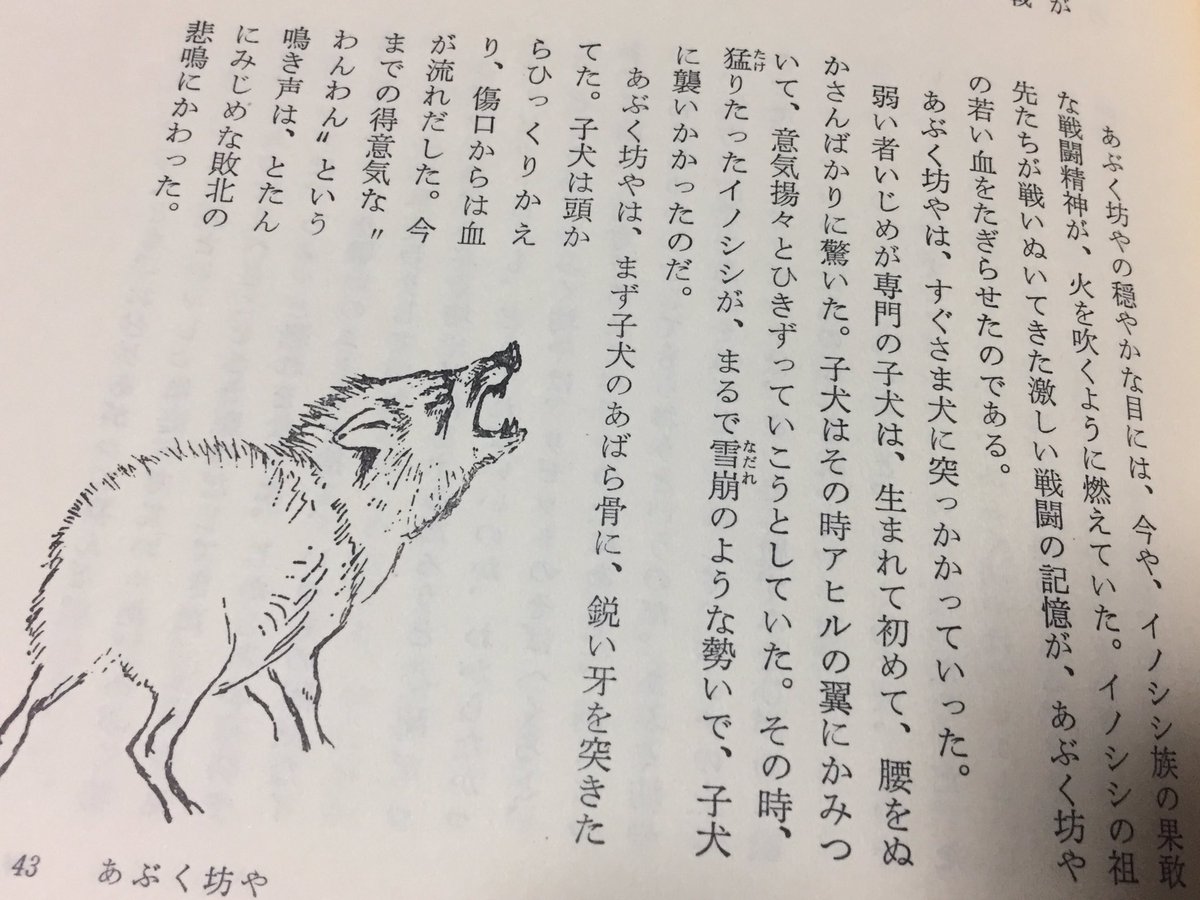 農場でアヒルとヒツジをいじめながらあぶく坊やはすくすくと育って牙も生えてきた。ある時、子犬が侵入。アヒルを襲ったところをあぶく坊やは牙でぶっ刺し撃退する。子犬は逃げたあと森の中で死んだ。シートン動物記において死は標準装備である。これがあぶく坊やの輝かしい初戦となった。 