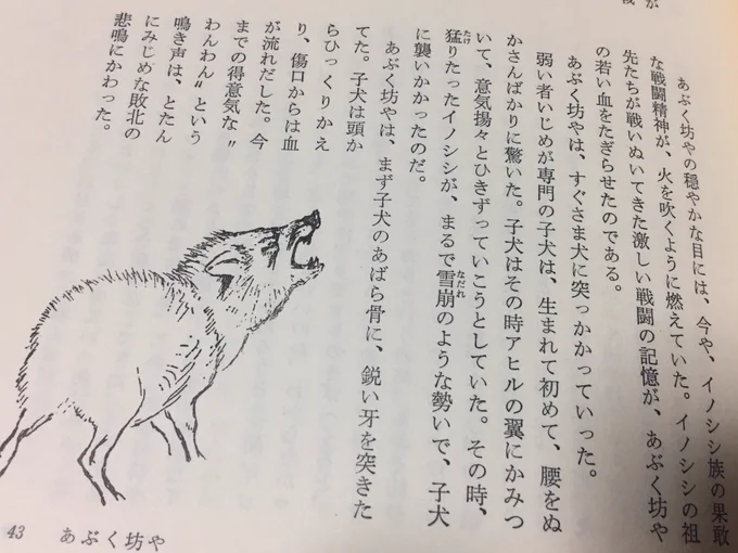 農場でアヒルとヒツジをいじめながらあぶく坊やはすくすくと育って牙も生えてきた。ある時、子犬が侵入。アヒルを襲ったところをあぶく坊やは牙でぶっ刺し撃退する。子犬は逃げたあと森の中で死んだ。シートン動物記において死は標準装備である。これがあぶく坊やの輝かしい初戦となった。 