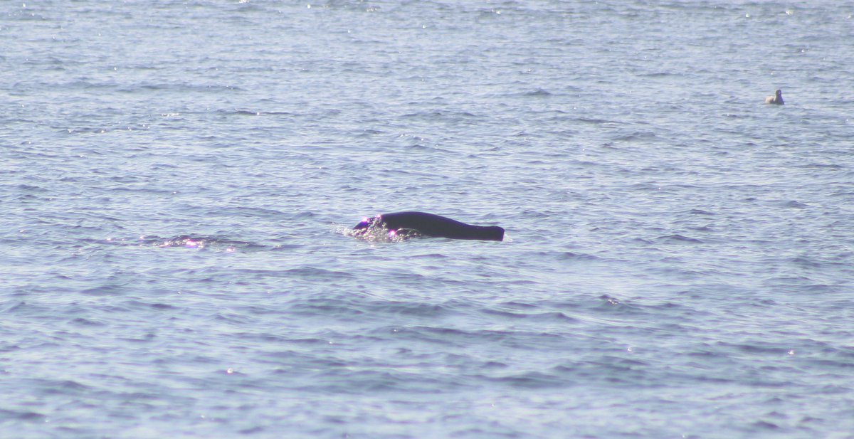 Another day (11/10/19) another cetacean... 5th species of the year is Harbour Porpoise (Phocoena phocoena vomerina) sighted right at the mouth of San Francisco Bay. The waters below the Golden Gate are one of the few places known where these lovely critters breed!  #mammalwatching