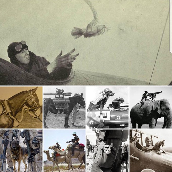 AjaxDowns's tweet image. Lest we forget. Remembering everyone who gave their lives. #RemembranceDay #AnimalsOfWar #CanadaRemembers #PoppyProud #PurplePoppy 🌺