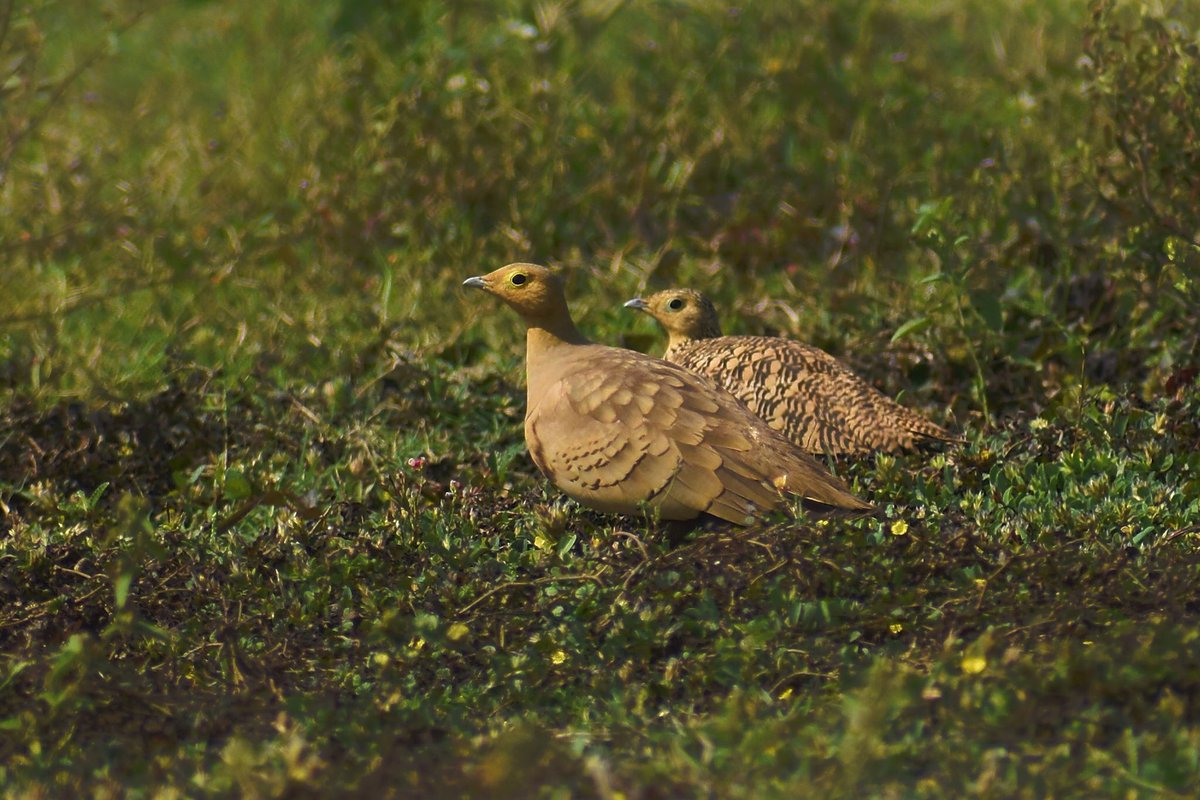 THE BLISSFUL LIFE
#ChestnutbelliedSandgrouse
#Indianbirds #birdsofIndia #welovenature #nikonphotography #happiness #love #wildlifephotography #biodiversity @NikonUSA @BgSnezana @Sara59521616 @verbius6 @welcomet0nature @InterestingSci1 @Discovery @AnimalPlanetIn @forallthebirds1