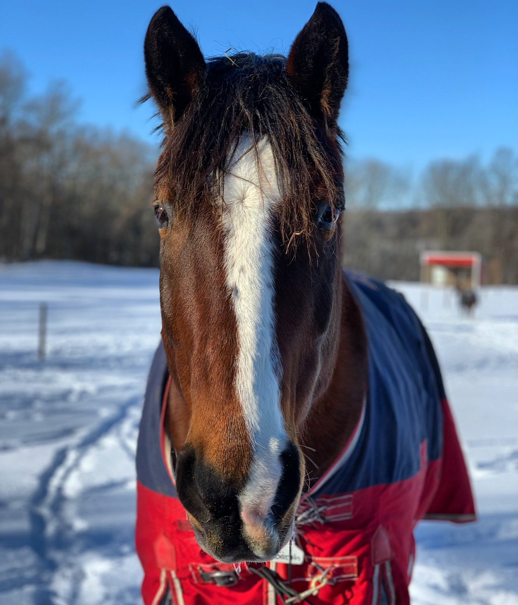 CheffCenter's tweet image. ***Cheff has CANCELED all classes on Monday, November 11th due to weather and road conditions*** #snowday #itstooearlyforthis