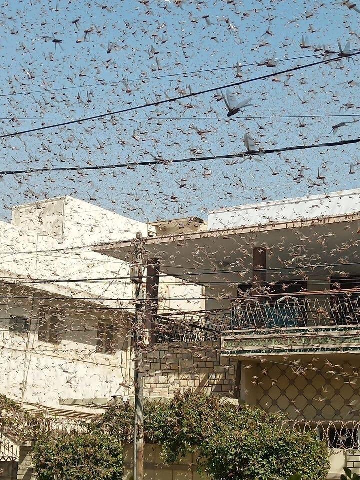 karachi locust