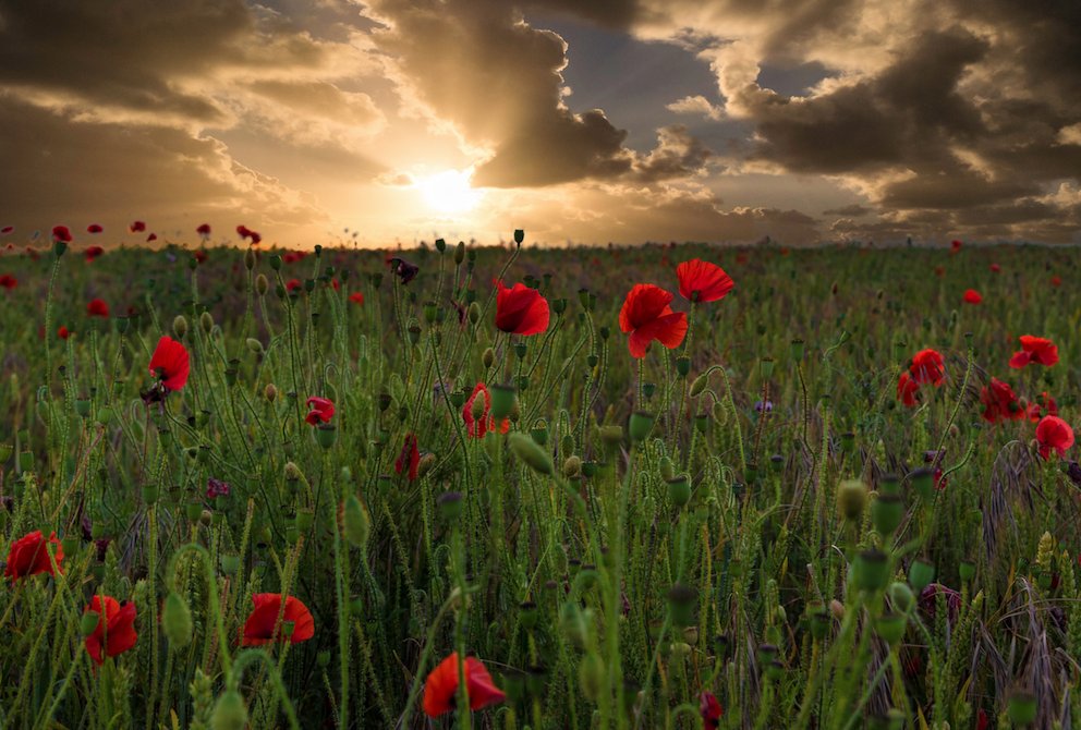 MissionRealtor's tweet image. Remember those that fought for our country. Lest we forget.