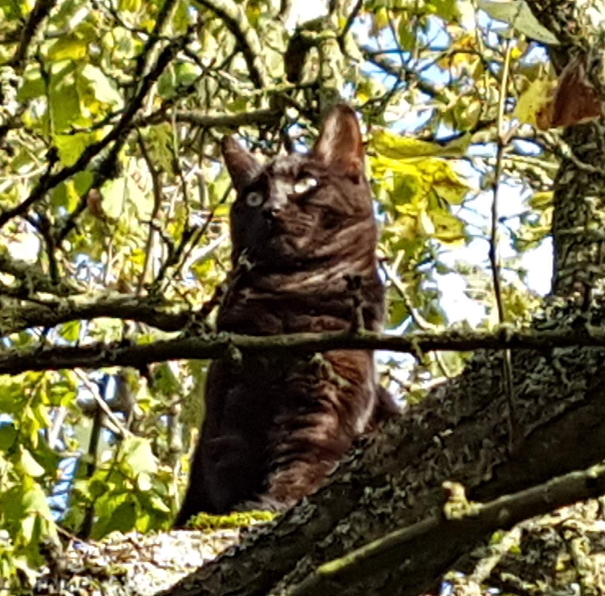 OmegaCat4's tweet image. Salut les chami-e-s, j'ai beaucoup délaissé le twitwi depuis un moment passeque je suis très occupée. 

Toute la journée j'explore le grand dehors et quand je rentre maison c'est l'heure du grododo. C'est important aussi le grododo.