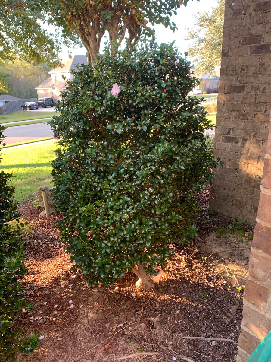 SouthernLivingPlants tweet media