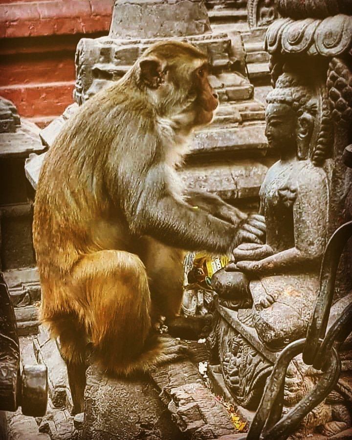 Monkey at Monkey Temple Swayambhunath#visitnepal2020 #nepaltourism #socialtourism #socialtourismnepal#communityTourismProject#charitytour #charitytrek#sabbatical #Explore#nepal #socialwork #placestogoinnepal #lifetimeexperience #beautifulplaces#exploreyourdreams#Adventure