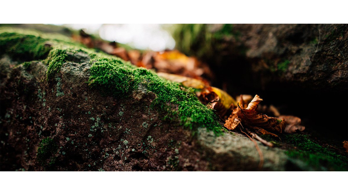 L'automne, la saison idéale pour visiter Bois et Forêts. On vous emmène au Bois du Grand Bon Dieu 🍂🌲🌳 à #Thuin 😊
<a href="/visitwallonie/">Wallonie Tourisme</a> <a href="/tourismewallon/">La Wallonie en Belgique</a> 
accalmie.be/balade-au-bois…