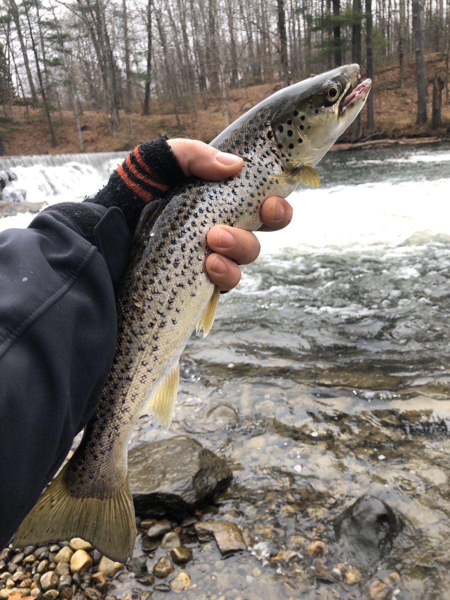 AtheistStreet's tweet image. Jug Stream, Monmouth ME - 11-11-19 #Maine #Flyfishing #fallfish #selfcare #nature #beautiful #brooktrout #llsalmon #salmon #fishing