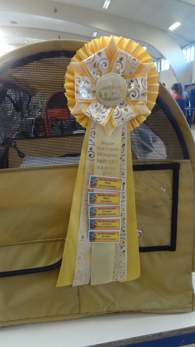 CatTulpan's tweet photo. My 2nd show day wasn't successful like day one. The next show is in the Netherlands, only than I have to compete with the adult males.
#showcats #TICACats #turkishvankittens #calicocats #CatsOfTwitter https://t.co/Sf0ZVMnh6i