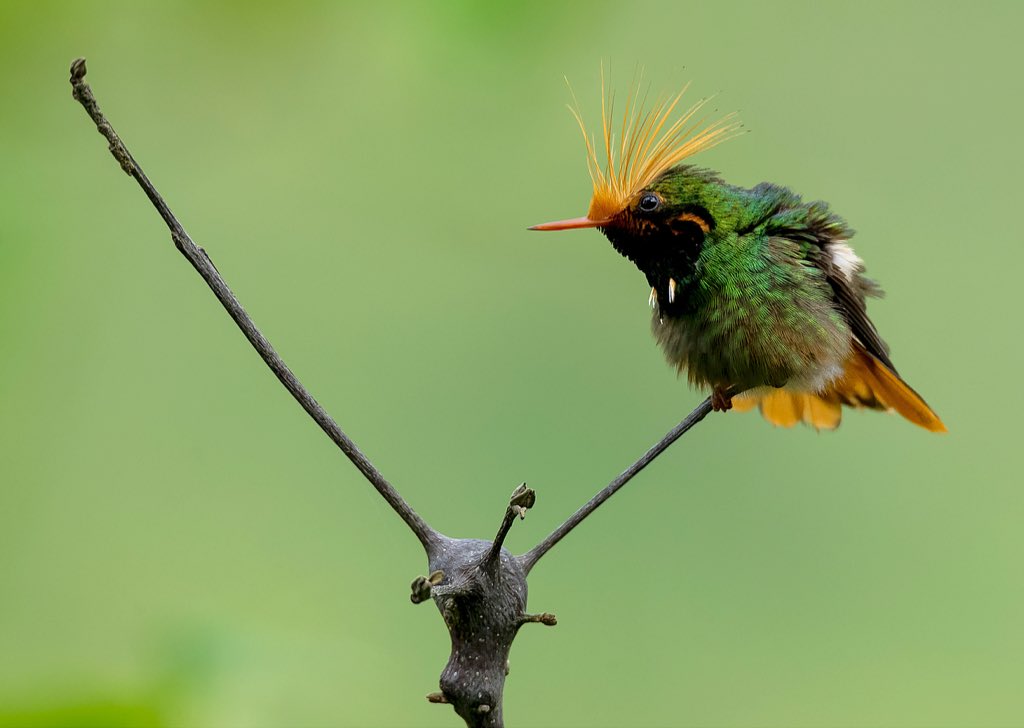 tatan_delgado's tweet photo. Buenas tardes!
Cosas bonitas de Colombia Coqueta crestirufa - Rufous-crested Coquette (Lophornis delattrei) https://t.co/n9G2Q2YiST