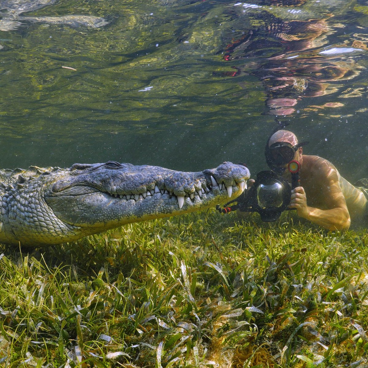 benloydholmes's tweet photo. Shooting with wild crocodiles.... One of the greatest weeks in my life. 
#animal #animals #photography #photoshoot #photooftheday #pic #beyou #wildlifephotography https://t.co/QUCKULEHO8