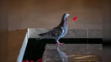 PearlStreetInc's tweet photo. Pigeon steals poppies, creates 'commemorative' nest above Australian war memorial | CTV News https://t.co/AUmsaIPvsh https://t.co/fjjZjtFoTk