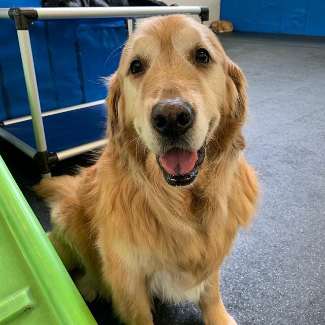 barkinglounge's tweet photo. Happy 11th birthday Marley!!!! Thank you for spending it with The Barking Lounge!
#11yearsyoung #goldenretriever #birthdaypup #marleythegolden #barkingloungedogs https://t.co/fzUpAN0aAU https://t.co/RnPWhR0WsA