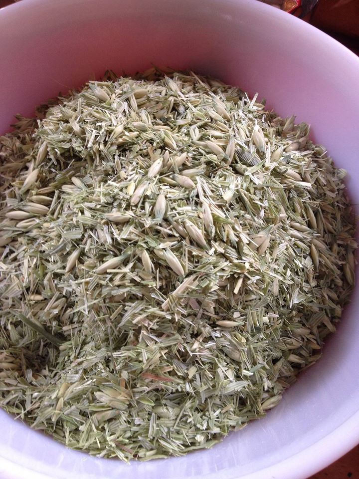 susunweed's tweet photo. Oatstraw (Avena sativa) is the dried leaves, or straw, of the plant that gives us the grain oats, found in most households as rolled oats. I use a full ounce of dried oatstraw,  in a quart of boiling water, steeped at least four hours, to make a restorative tonic. https://t.co/qEnwbk80EP