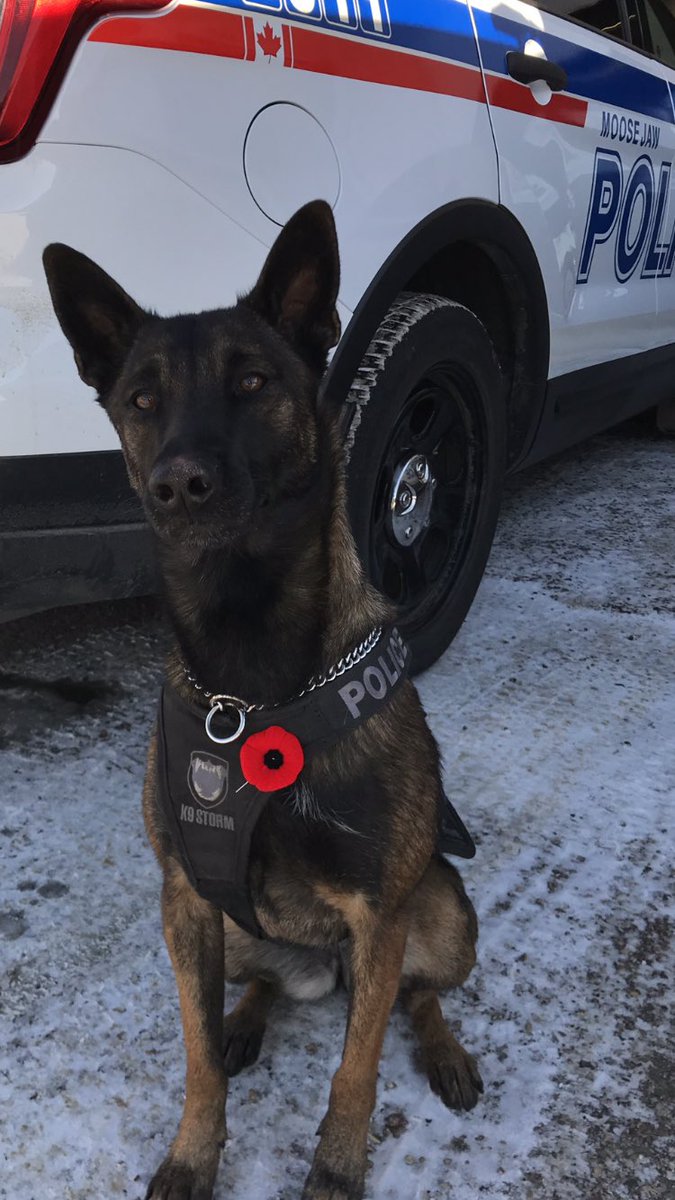 PSD True was on scene assisting <a href="/MJPolice/">Moose Jaw Police</a> Patrol and successfully tracked the suspect in last night’s homicide.