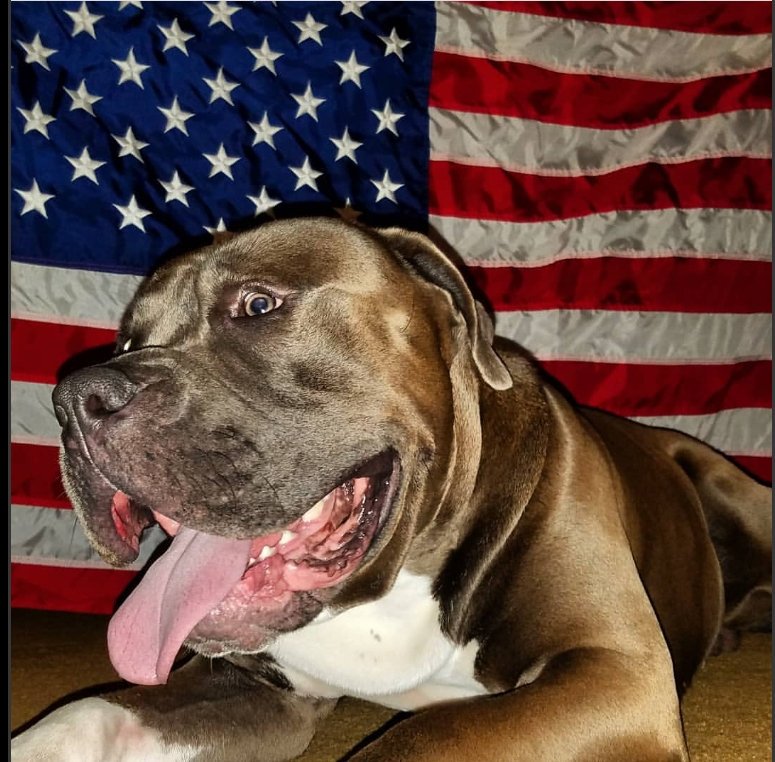 Thank you to our Veteran's for all of your sacrifices that have allowed us all of our freedoms. May we always be United by the Love of our Country💙 #VeteransDay #Veterans #dogsforvets #freedom #GodBlessOurVeterans #America #pitbullsforvets #loveeachother #payrespect