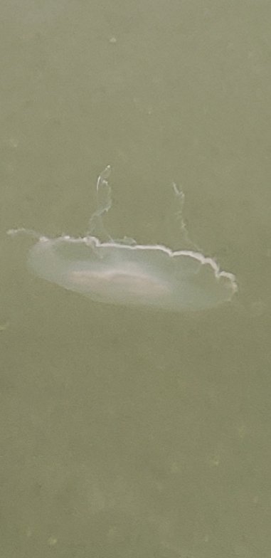 arnthug's tweet image. Bluffton nature