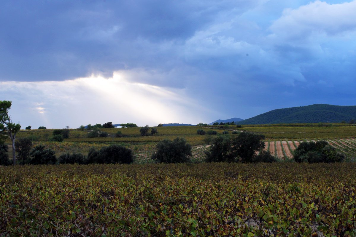 The particular combination of sunny plains dotted with small valleys and hills mean that the vineyards produce unique varieties which define the wines produced in the Penedès.⁣

#winelovers #barcelona #mediterranean #wine #penedès