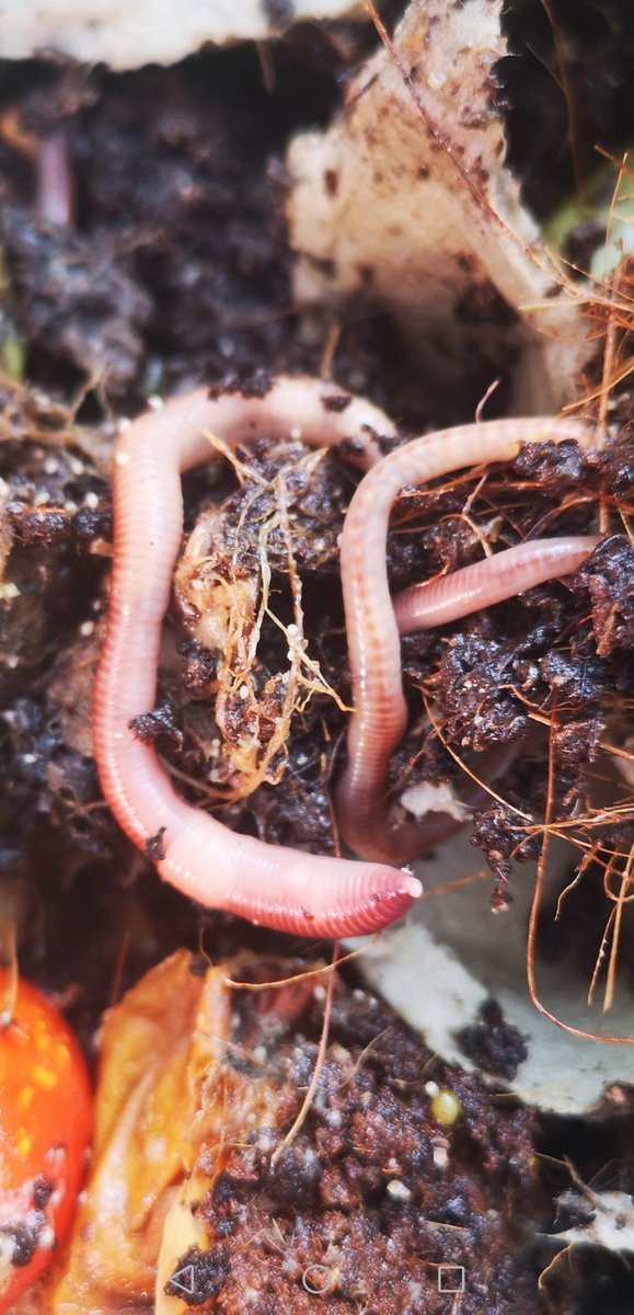 TomkinsVictoria's tweet photo. @CRTBarton
Had to do some running maintenance today in the portable wormery. They've gone anaerobic on me. More air needed and some torn up egg boxes should help restore the balance. Amazing microbe predator!! #TurnastoneCourtFarm #compostworms #redwigglers #wormbin https://t.co/gwtvN9xFLz