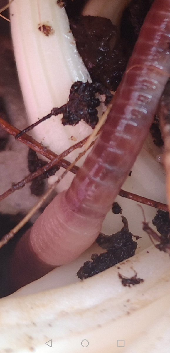 TomkinsVictoria's tweet photo. @CRTBarton
Had to do some running maintenance today in the portable wormery. They've gone anaerobic on me. More air needed and some torn up egg boxes should help restore the balance. Amazing microbe predator!! #TurnastoneCourtFarm #compostworms #redwigglers #wormbin https://t.co/gwtvN9xFLz
