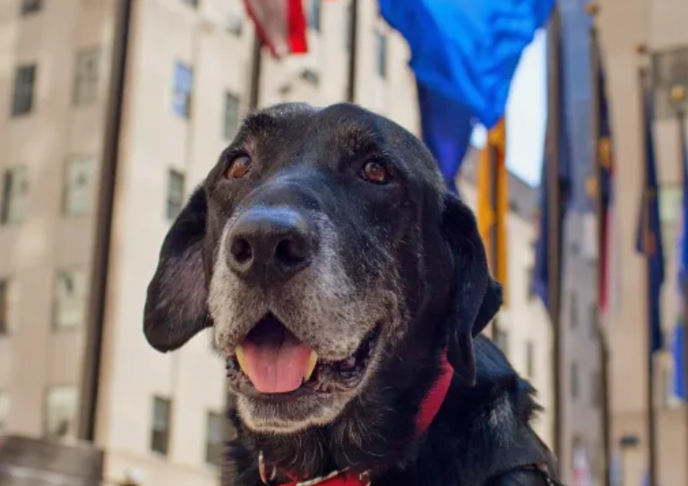 My Old Dog tweet media