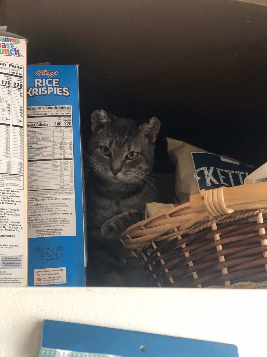 EarsofMiggy's tweet image. I have discovered the top of the fridge.