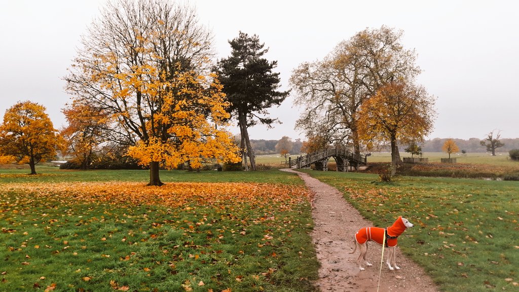 WhippetTweets's tweet photo. Looking rather handsome @NTCroome
#dogsofcroome #dogsoftwitter https://t.co/Jex99WGHpK