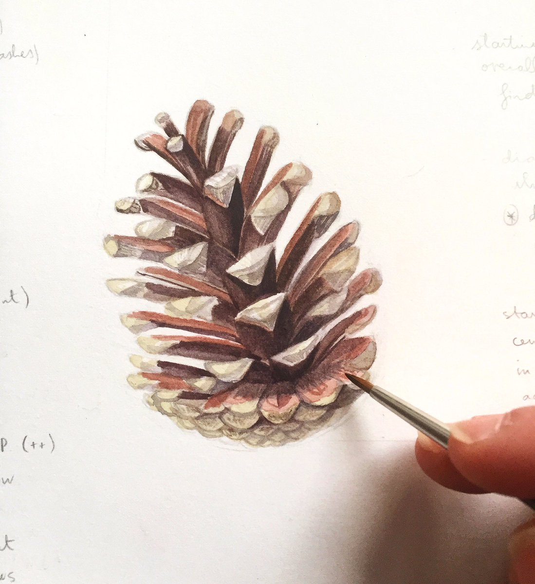 miriamfigueras's tweet image. First pine cone painted in watercolours in progress for the diploma in botanical illustration 🍂

#slowprogressisstillprogress
