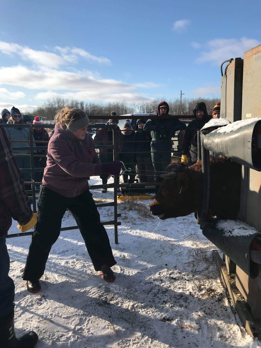 wcvm_pac's tweet photo. #PACtrip2019 ended with a bang, a very cold bang!
The PAC headed to Bonnyville Veterinary Clinic and were shown the ropes by Dr. Greg Benoit.
Our members got hands on experience using Ultrasonagraphy to preg check 120 cows, and even got the chance to dehorn a few!
#cowvet https://t.co/ZUnAhbLKkg