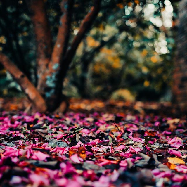 RCGeorge's tweet photo. autumn under the camillia bush, in Molly’s enchanted garden https://t.co/povha2pdmP https://t.co/K9DiV5YXGP