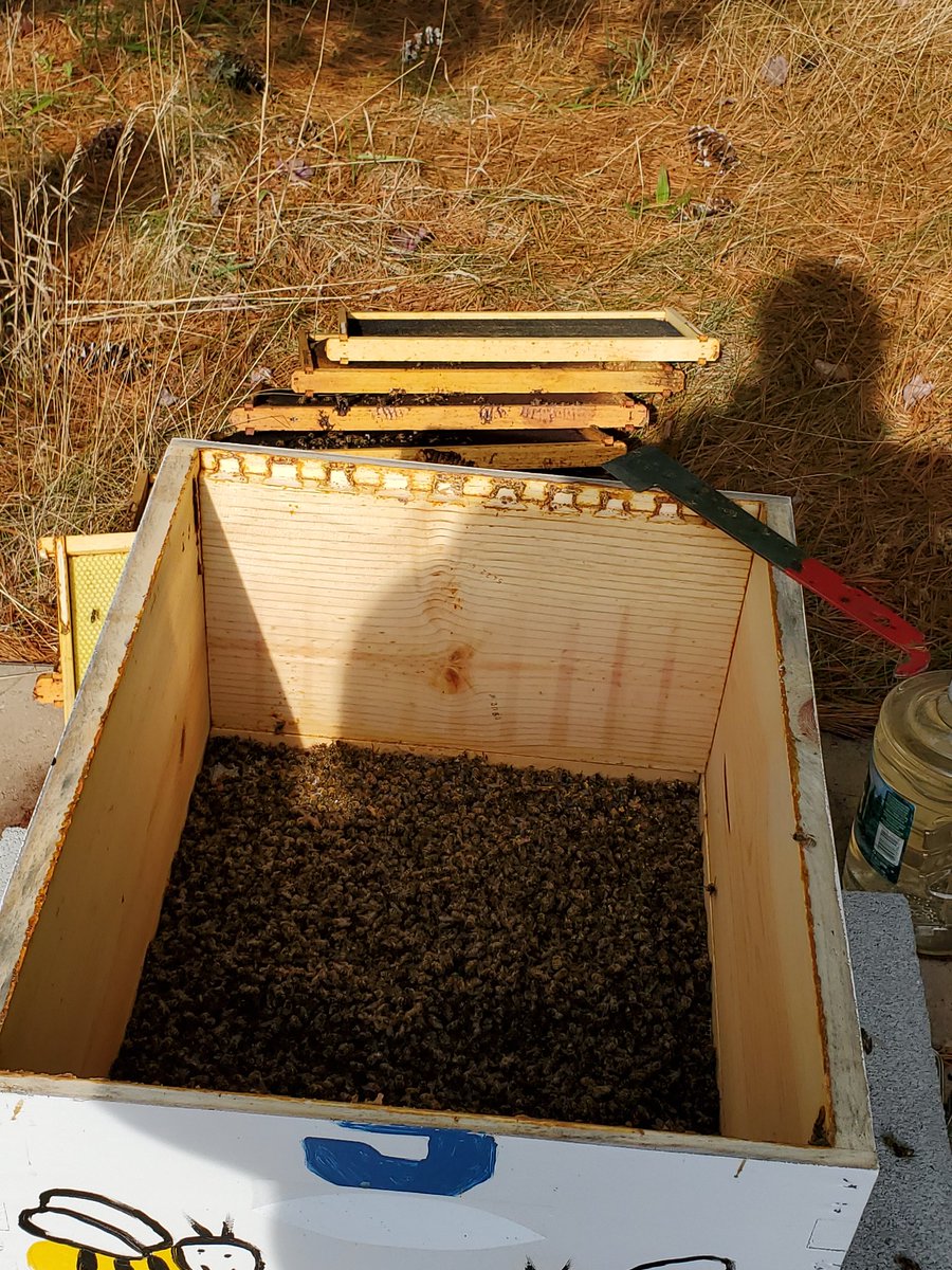 MrsKalash's tweet photo. We are sad to share that all members of our very successful hive, approx. 20,000 extremely healthy bees, are dead.  Cause?  We suspect contamination from pesticides in the area. 😔🌎🚫🌺🐝
#proud2bmillstone #pesticide #youcantlivewithoutbees #saveourpollinators https://t.co/KXTabYGY7Z