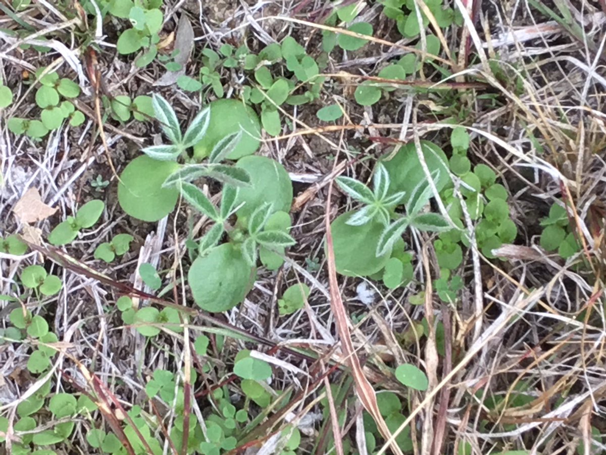 marla_jaynes's tweet photo. Bluebonnets are up!  Look at the round seed leaves. Did we scatter too many seeds? @SVEmisd @MidwayISD #midwayandbeyond https://t.co/oh3nK9oq3z