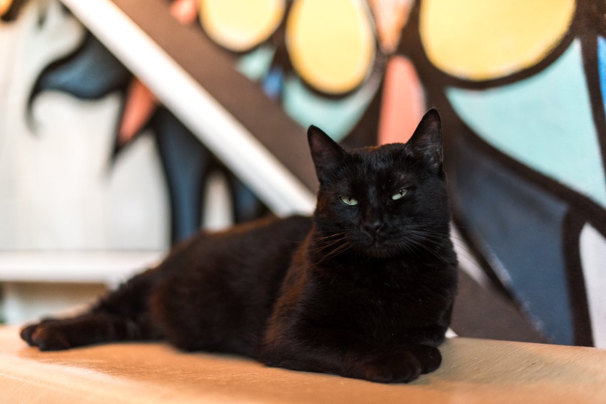 JavaCatsCafe's tweet image. You know that cat that was on Monday Night Football? Yeah. He's my cousin from up north.