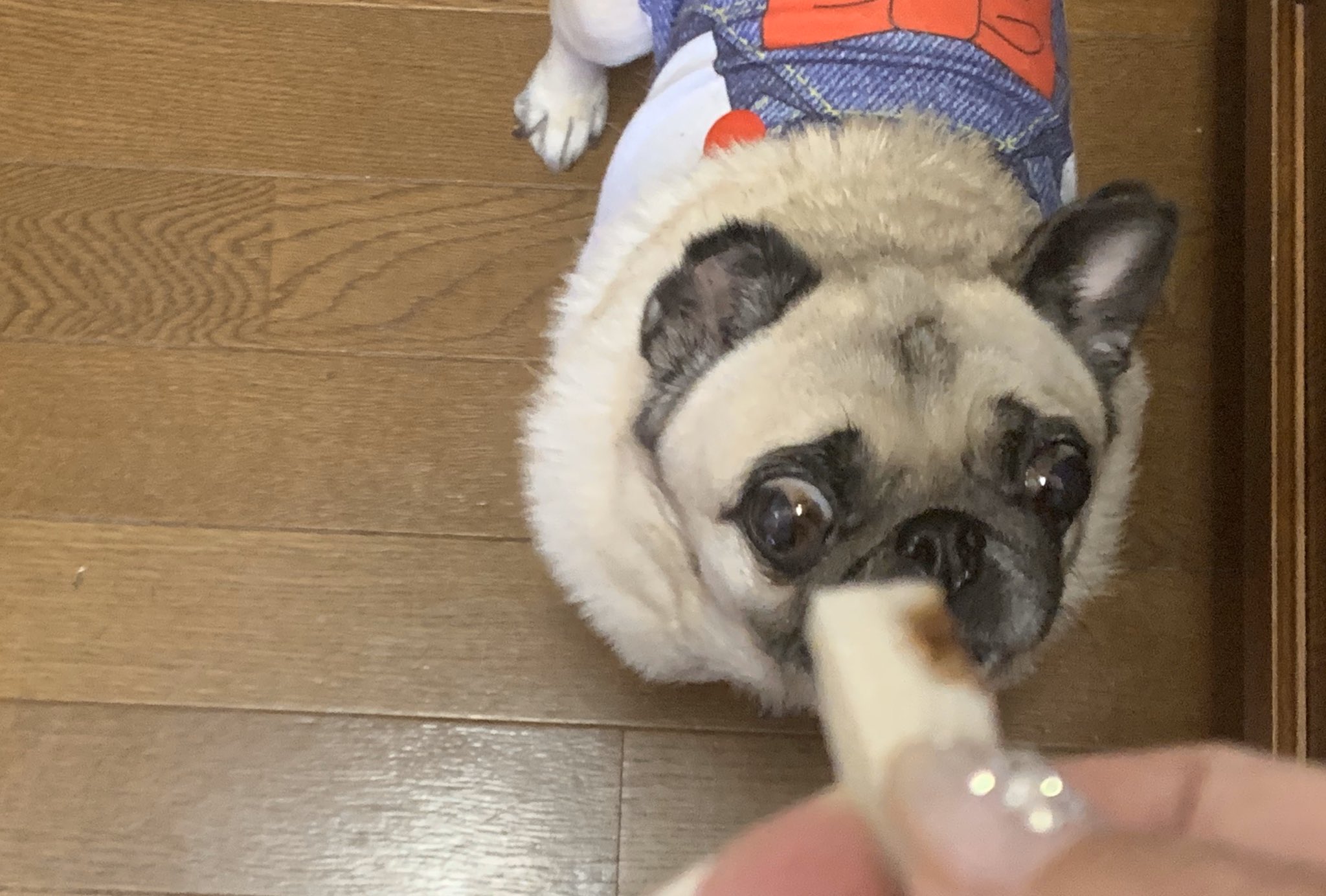 Luxe 出たな ちくわ犬 ちくわの匂いに反応するパグ ちくわは磯辺揚げになりました おまけ付き ちくわ大の パグ ちくわ犬 Luxe 出たな ちくわ犬 ちくわの匂いに反応するパグ ちくわは磯辺揚げになりました おまけ付き ちくわ大の パグ ちくわ犬