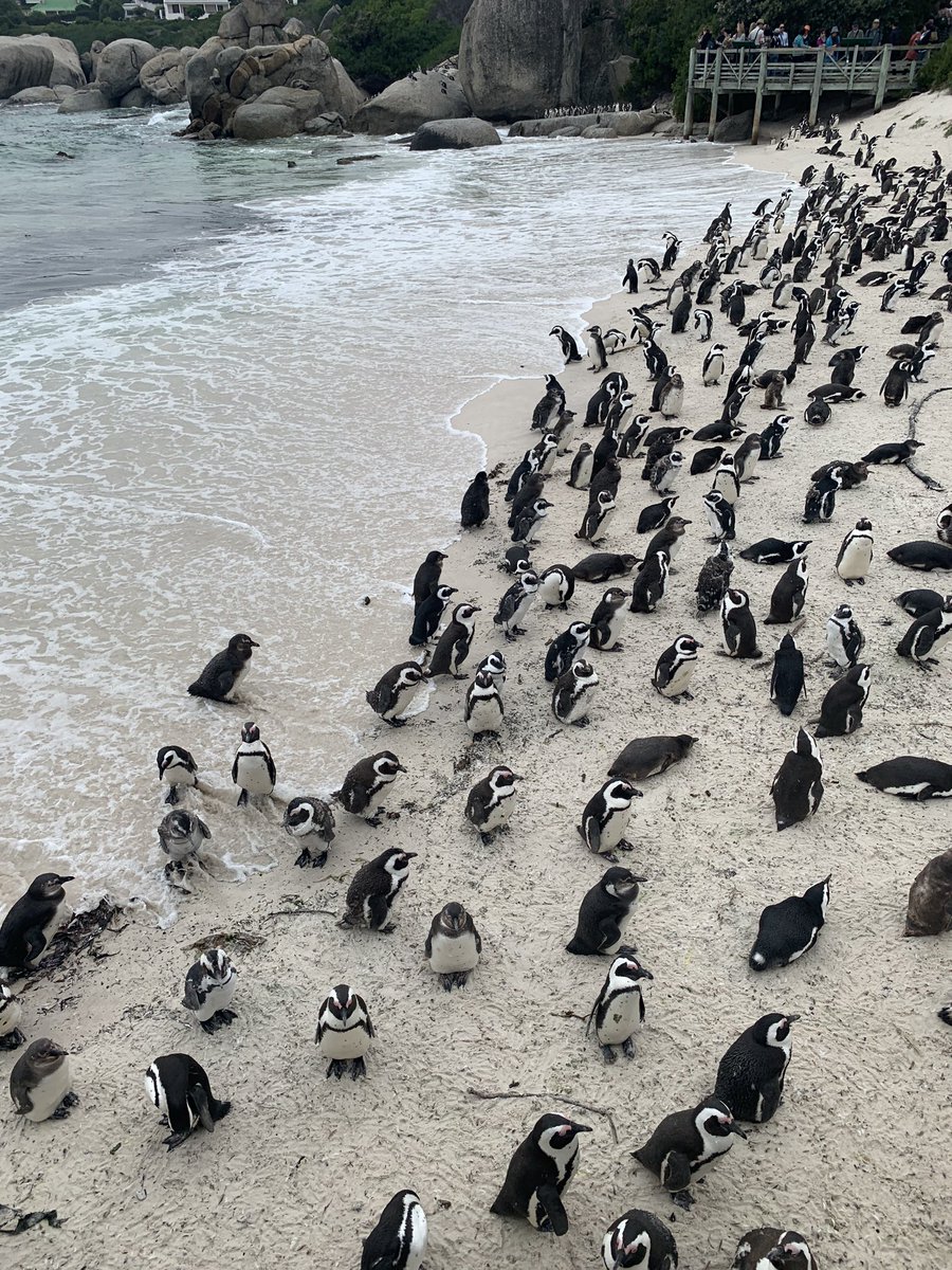 About 100 penguins sat on a beach