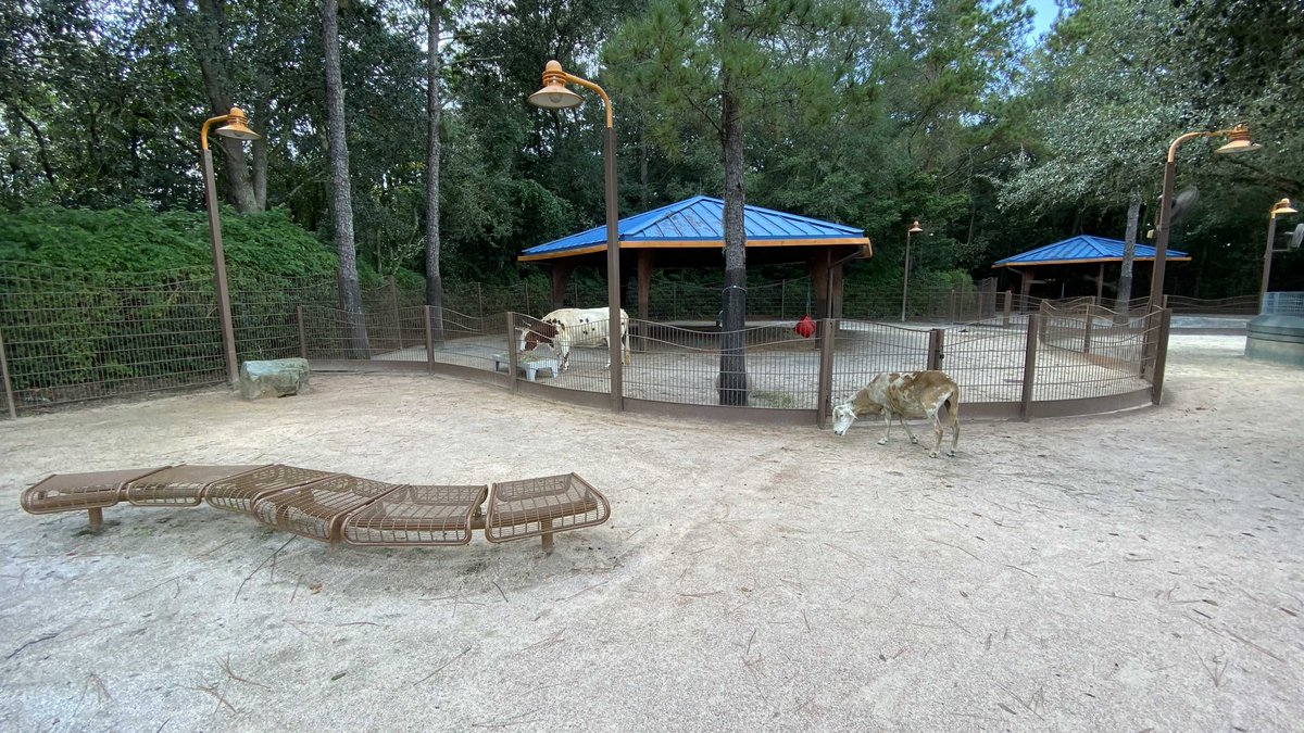 disneypicaday's tweet photo. In my quest to get pictures of stuff I didn't have pictures of in #DisneyParks, I stopped by #AnimalKingdom #AffectionSection last trip. Petting goats was pretty weird (and a bit cool too), but check out the video in the following post for something really nifty. https://t.co/P2l2lr8sku