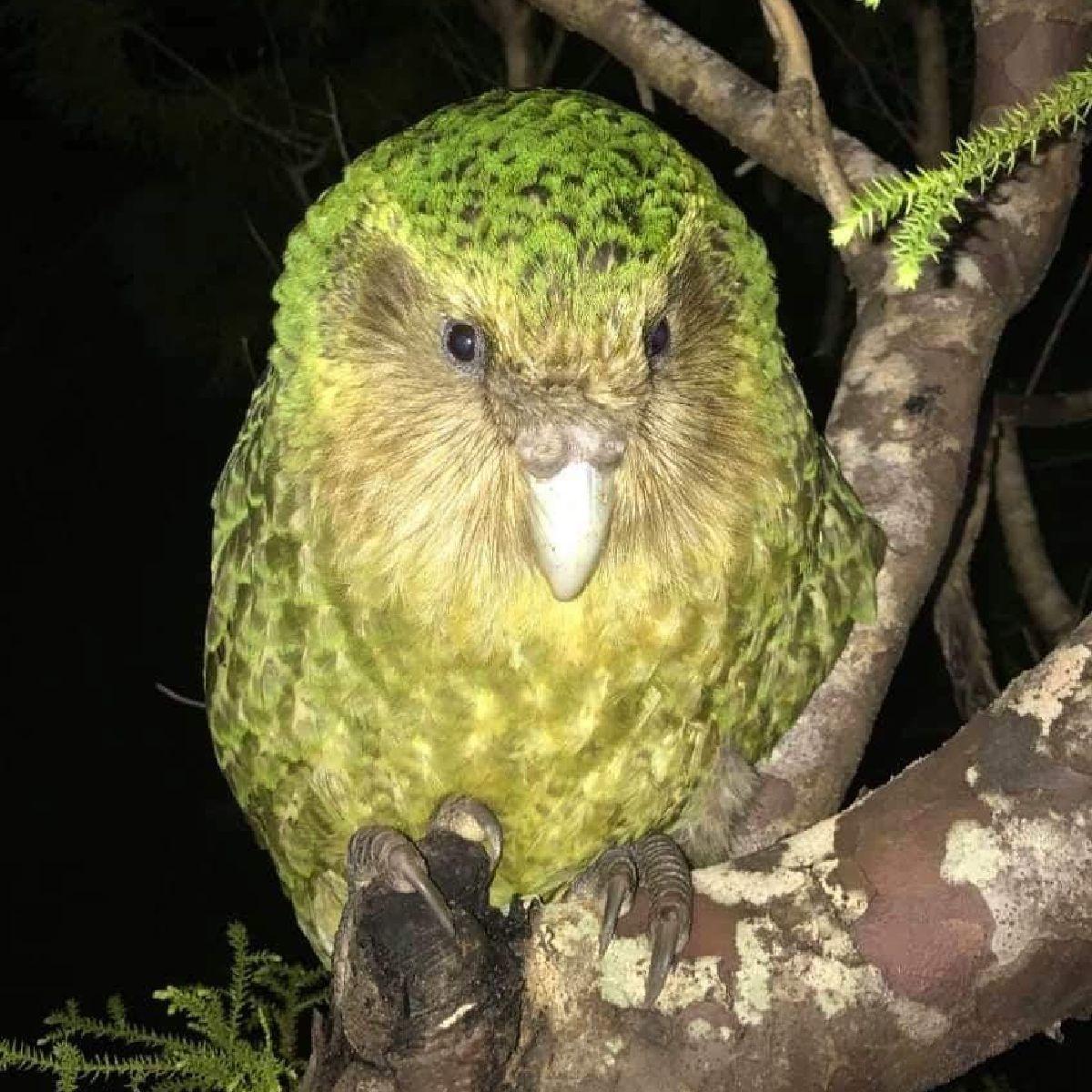 aucklandzoo's tweet image. Kākāpō are so good at keeping warm, it’s almost like they have their own in-built puffer jackets! You can see from this infrared photo by @takapodigs that they don’t lose any heat at all which is ideal for the climate they live in! #TakeoverTuesday – Dr Lydia