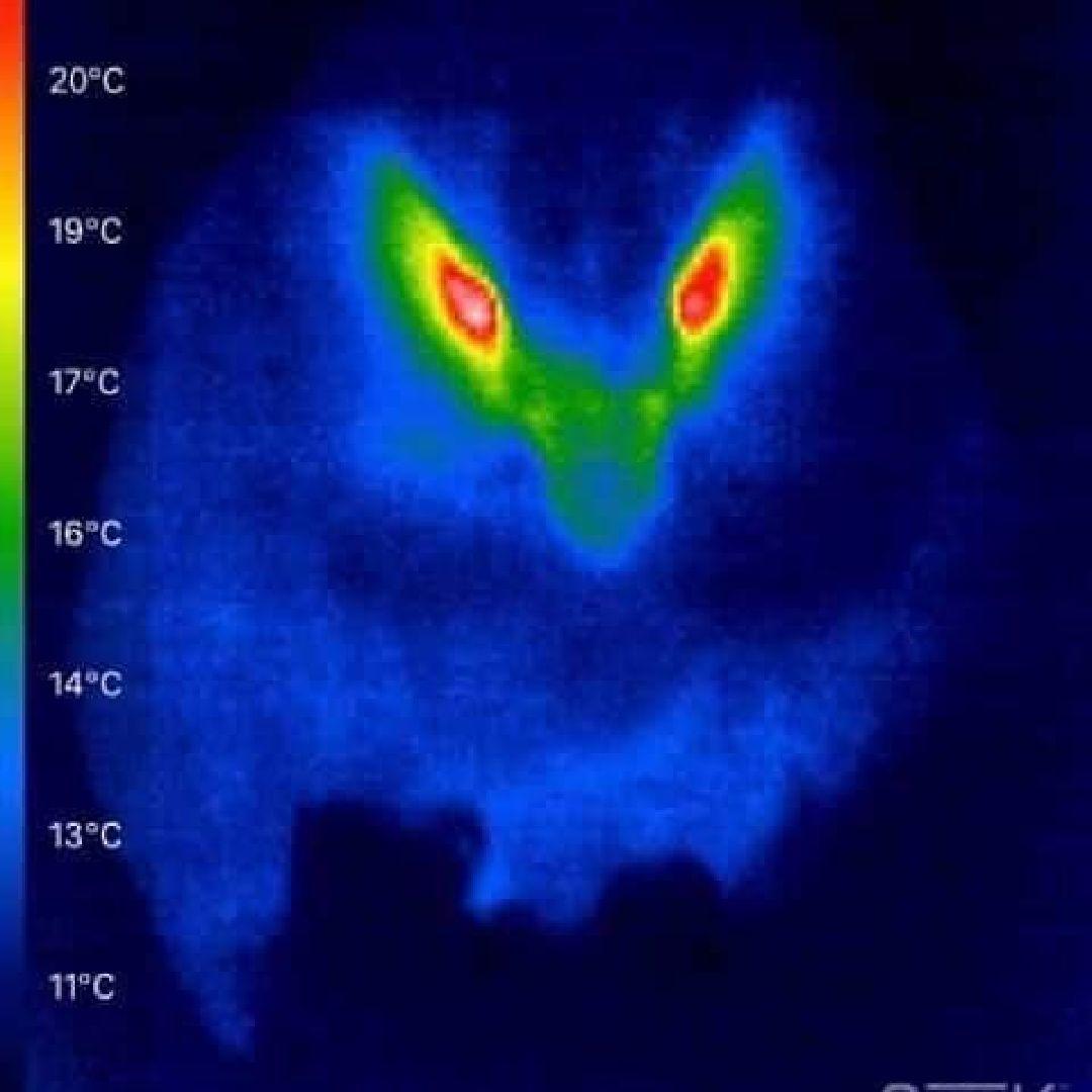 aucklandzoo's tweet image. Kākāpō are so good at keeping warm, it’s almost like they have their own in-built puffer jackets! You can see from this infrared photo by @takapodigs that they don’t lose any heat at all which is ideal for the climate they live in! #TakeoverTuesday – Dr Lydia
