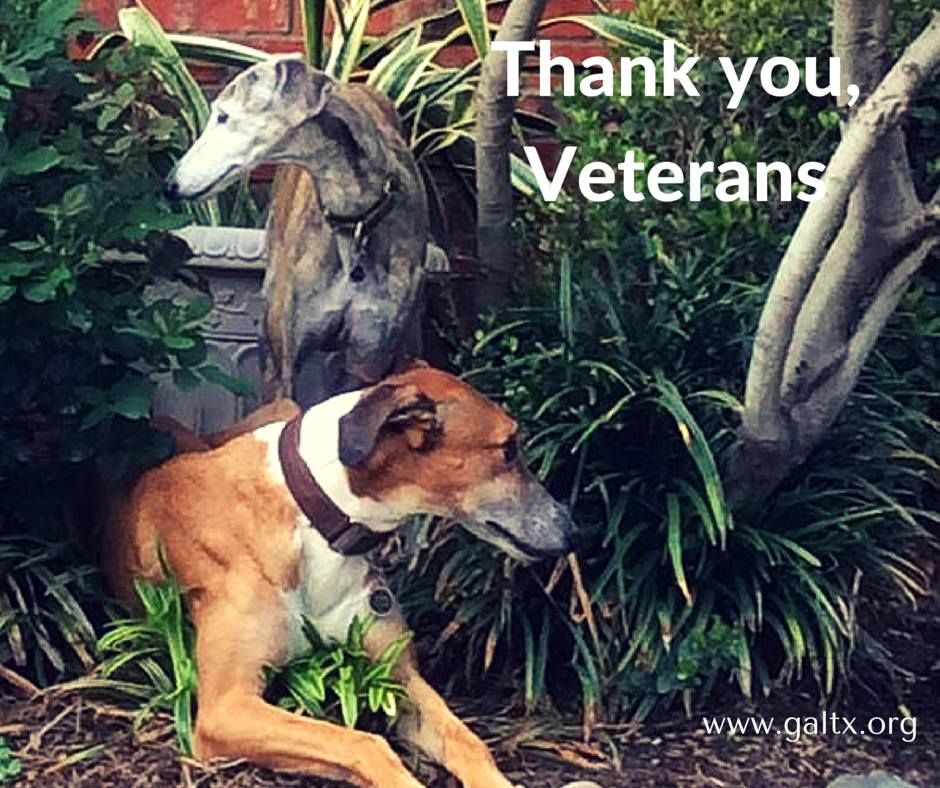 GaltxOrg's tweet image. Many thanks to our Veterans for their service! #VeteransDay #greyhounds